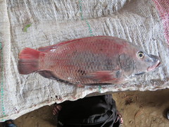 Oreochromis urolepis