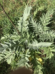 Cynara cardunculus cardunculus