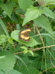Junonia terea terea
