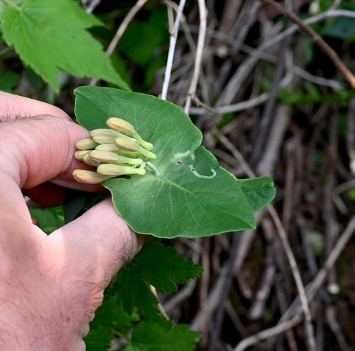 Glaucous Honeysuckle (Lonicera dioica)