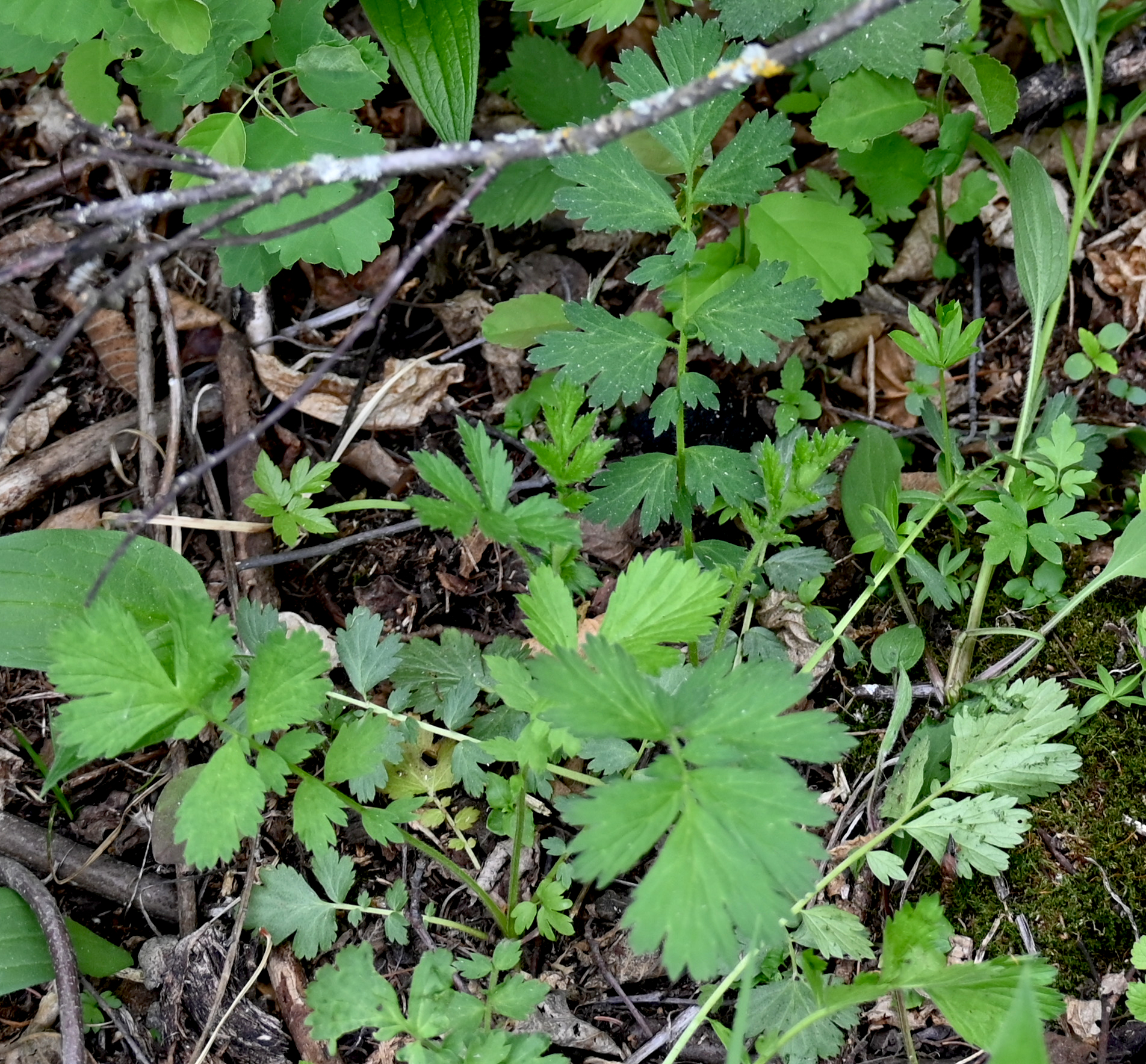 Yellow Avens (Geum aleppicum)