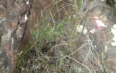 Gladiolus nigromontanus