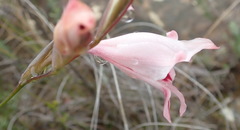 Gladiolus nigromontanus