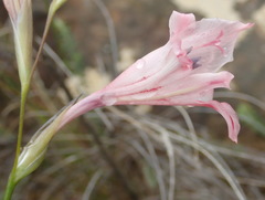 Gladiolus nigromontanus