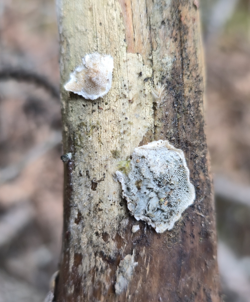 Cyanosporus caesius · March 2026 · photo: © leannestacy (iNaturalist, cc0)