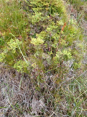 author not stated, no rights reserved Baloskion australe, photograph author not stated, no rights reserved