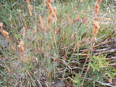 author not stated, no rights reserved Baloskion australe, photograph author not stated, no rights reserved