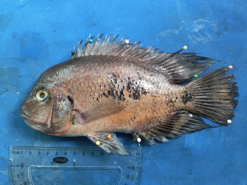 Red speck cichlid (Vieja bifasciata) — Cichlidae — 3