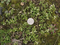 Cerastium pumilum
