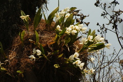 Rhynchostele candidula