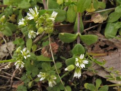 Cerastium pumilum