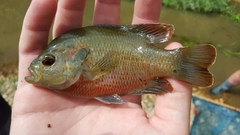 Lepomis miniatus