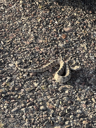 Sidewinder