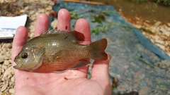 Lepomis miniatus