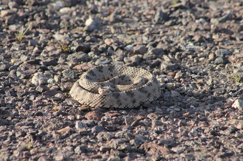 Sidewinder