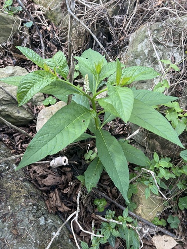 Japanese Pokeweed (Phytolacca japonica)