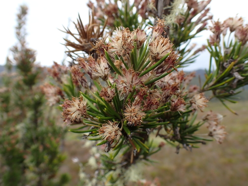 pine-leafed daisybush (Olearia pinifolia)