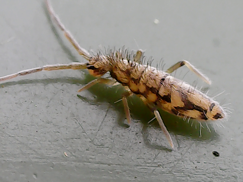 Entomobrya intermedia, photo 3 of 7