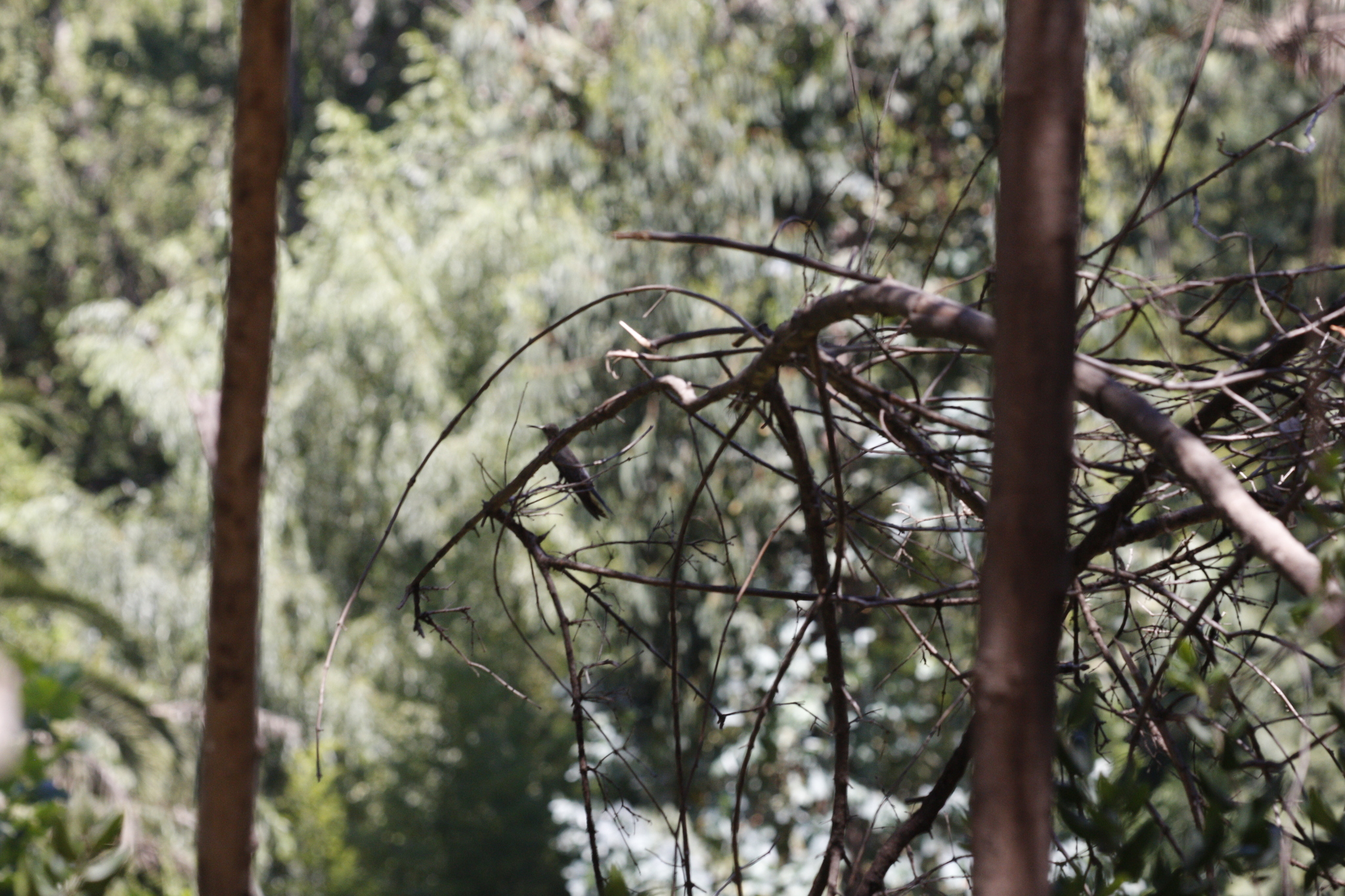 Giant Hummingbird (Patagona gigas), photo 4