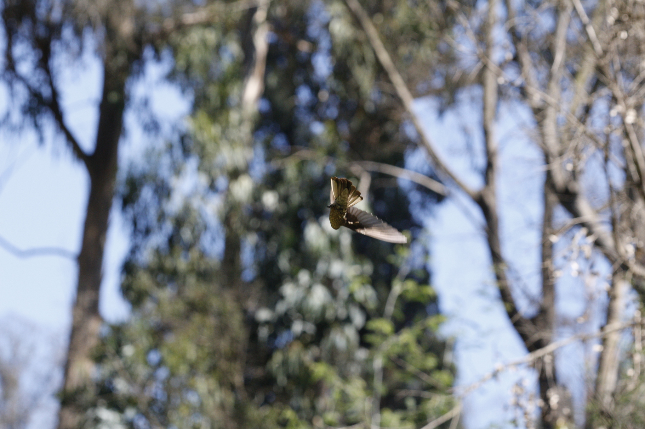 Giant Hummingbird (Patagona gigas), photo 5
