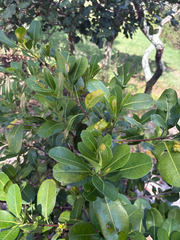 Acronychia imperforata, photograph (c) Bryce Watts-Parker, some rights reserved (CC BY)