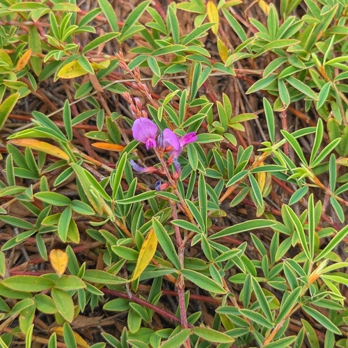 Aphyllodium biarticulatum, photograph 1