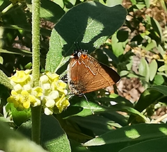 Electrostrymon guzanta