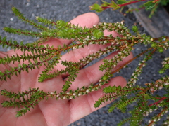 author not stated, no rights reserved Epacris gunnii, photograph author not stated, no rights reserved