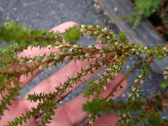 author not stated, no rights reserved Epacris gunnii, photograph author not stated, no rights reserved