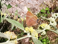 Parrhasius moctezuma