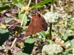 Electrostrymon guzanta