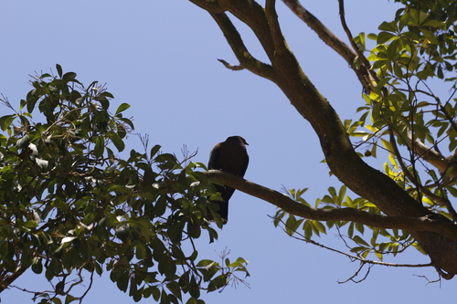 Chilean Pigeon (Patagioenas araucana), photo 4
