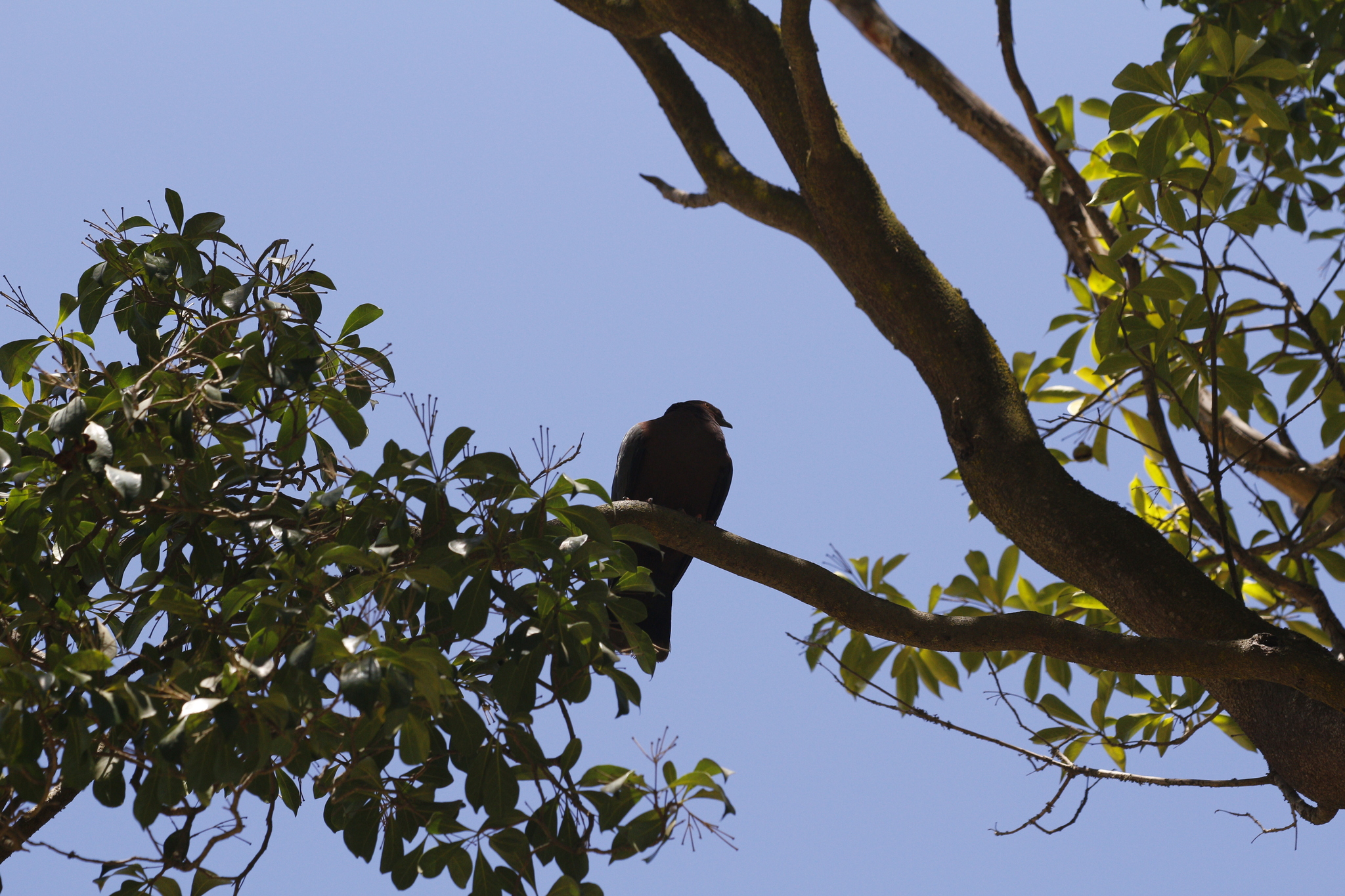 Chilean Pigeon (Patagioenas araucana), photo 7