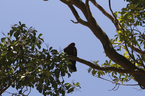 Chilean Pigeon (Patagioenas araucana), photo 5