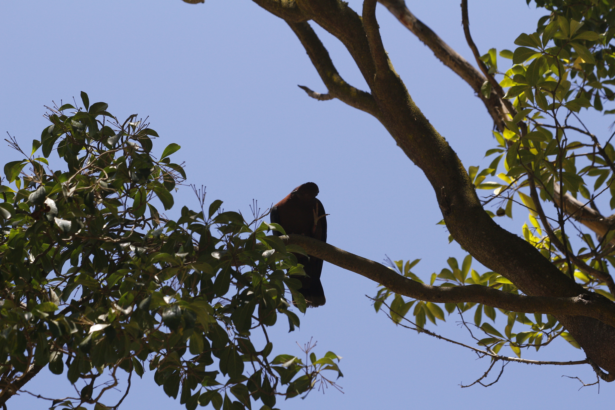 Chilean Pigeon (Patagioenas araucana), photo 8