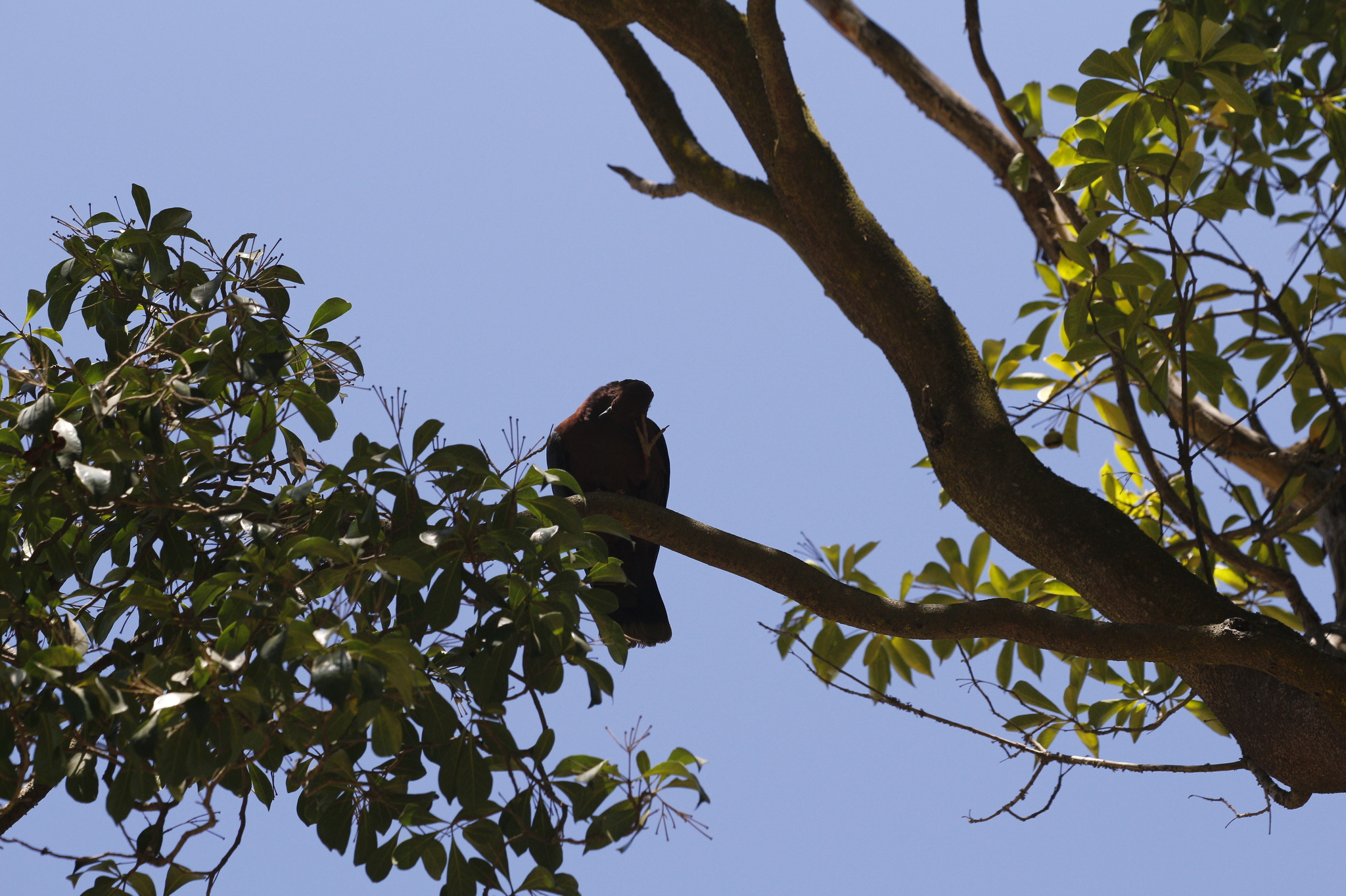 Chilean Pigeon (Patagioenas araucana), photo 9