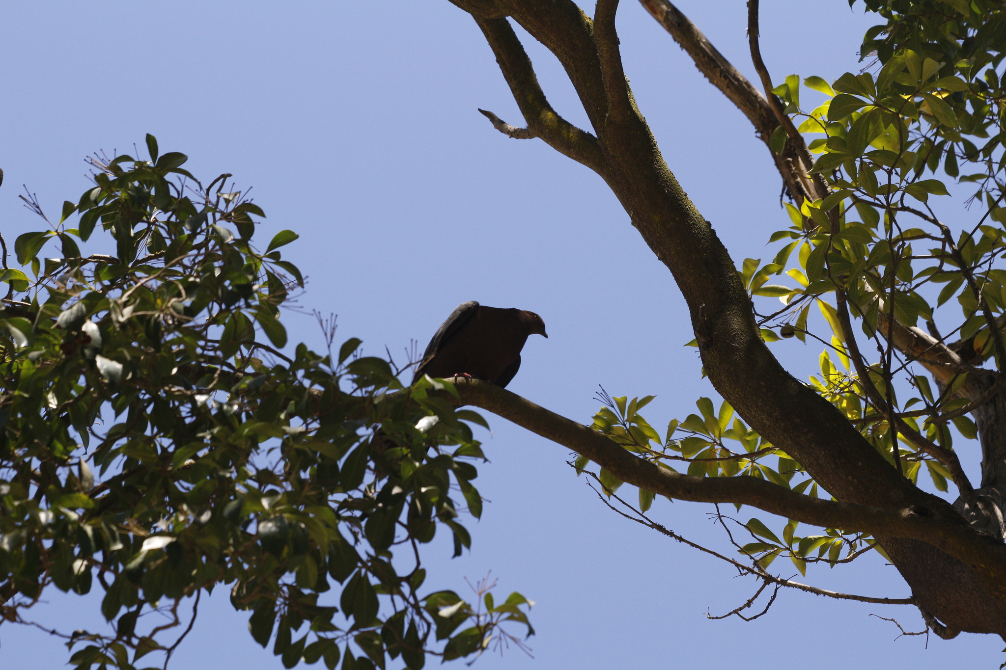 Chilean Pigeon (Patagioenas araucana), photo 10
