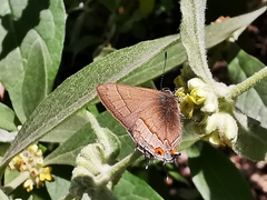 Electrostrymon guzanta