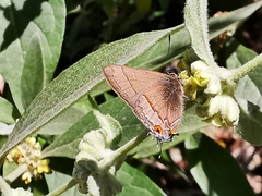 Electrostrymon guzanta