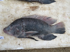 Oreochromis urolepis