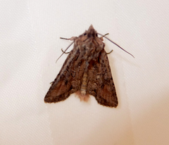 Ichneutica mutans