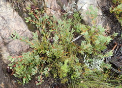 Protea venusta