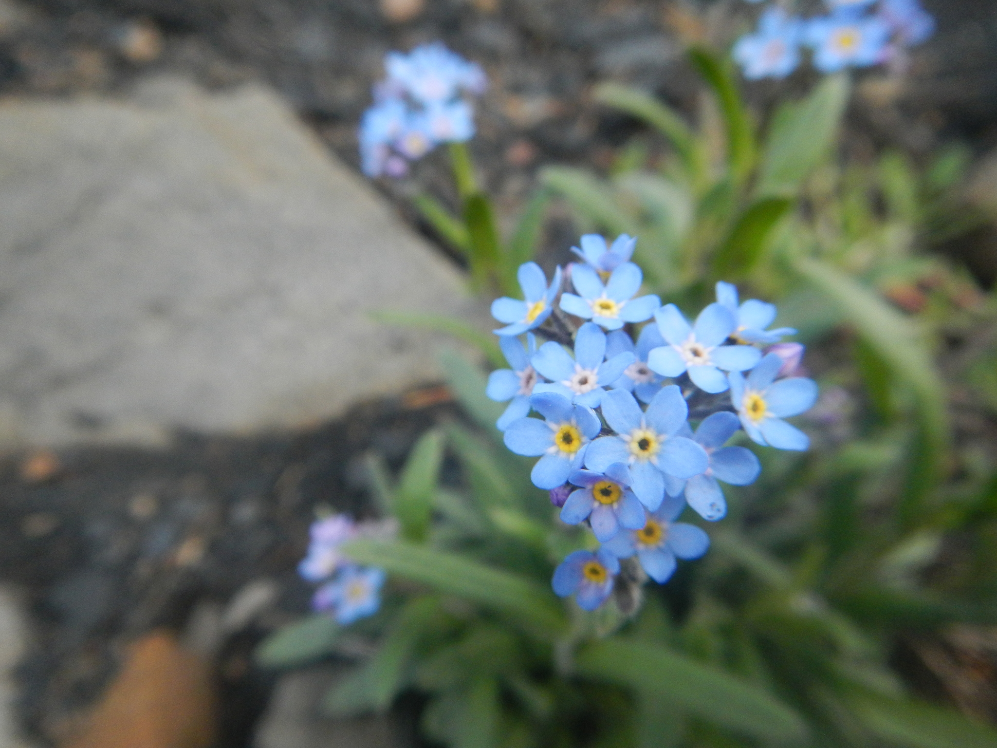 Myosotis Asiatica (Myosotis asiatica)