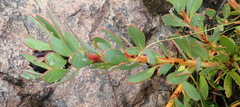 Protea venusta