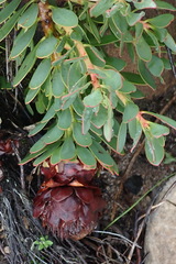 Protea venusta