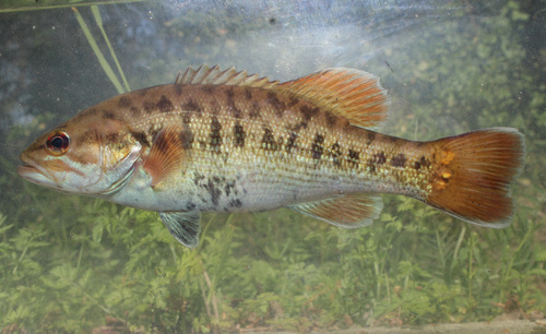 Redeye bass (Micropterus coosae) — Centrarchidae — 3