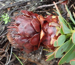 Protea venusta