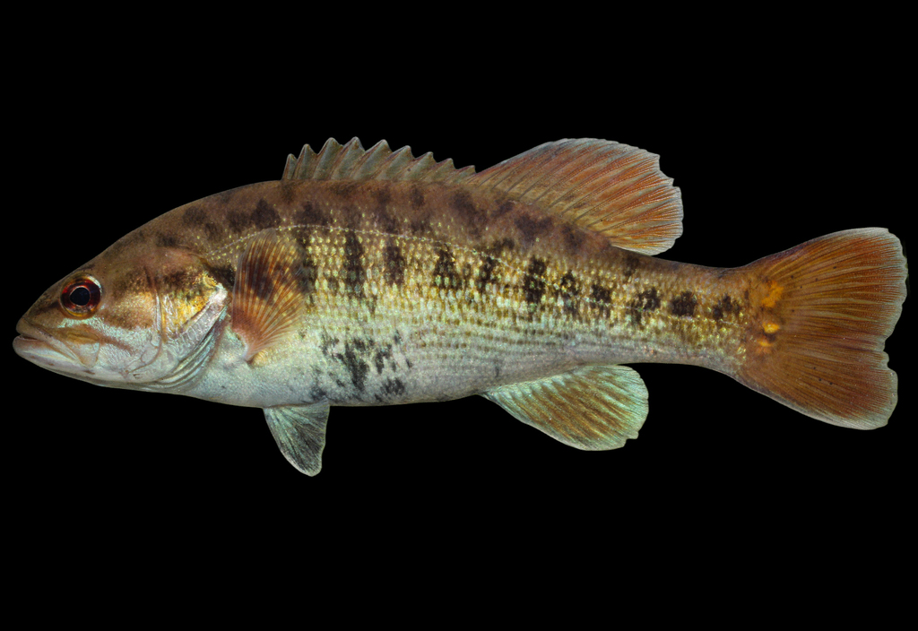 Redeye Bass