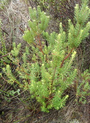 Phylica wittebergensis