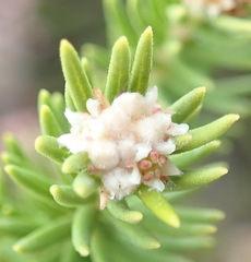 Phylica wittebergensis